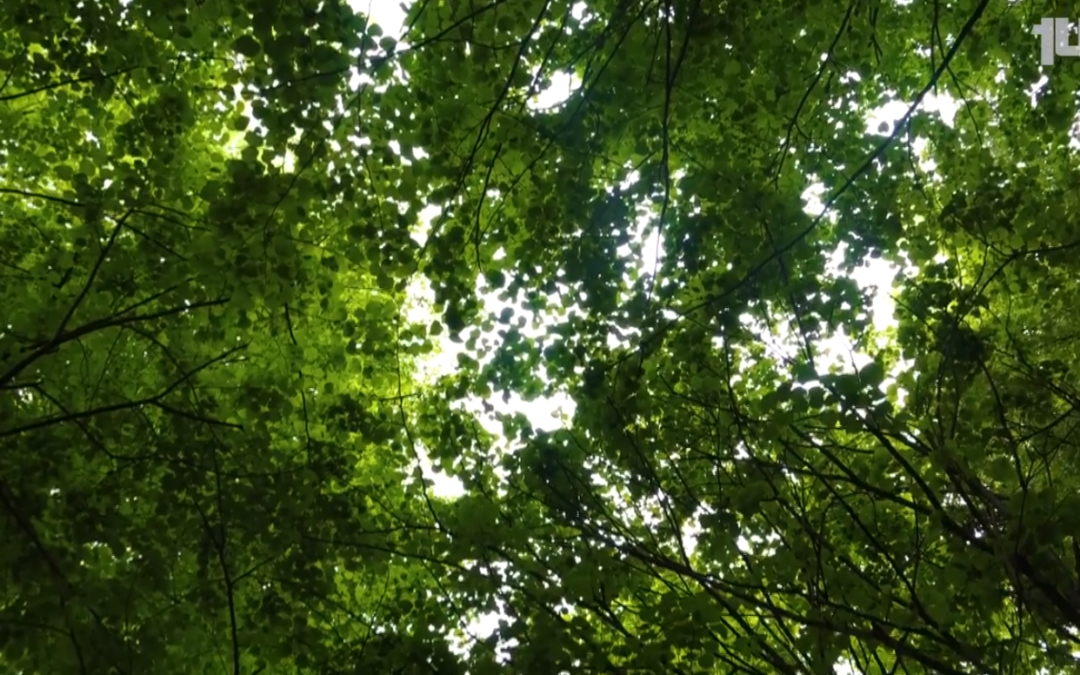 Festiwal Wyspy Bolko