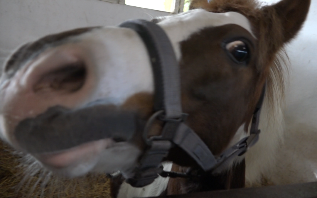 Hubertus 2023- czyli najważniejsze jeździeckie święto